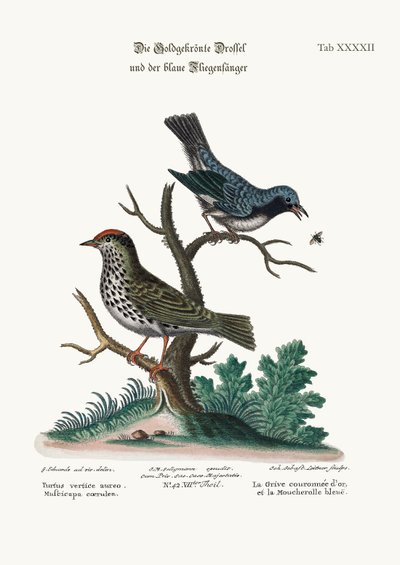 The Golden-crowned Thrush and the Blue Flycatcher, 1749-73 by George Edwards